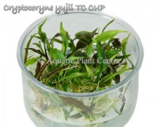 Cryptocoryne yujii TC CUP